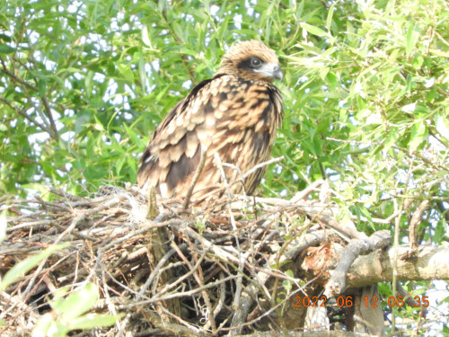 DSCN9632.JPG