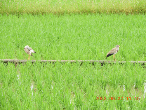 DSCN9738.JPG