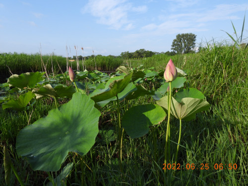 DSCN9698.JPG