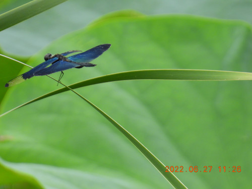 DSCN9758.JPG