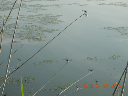 DSCN9787.JPG