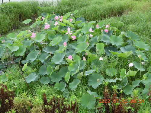 DSCN9910.JPG