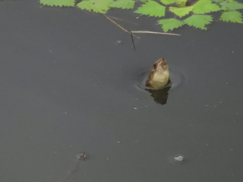 RSCN0113.JPG