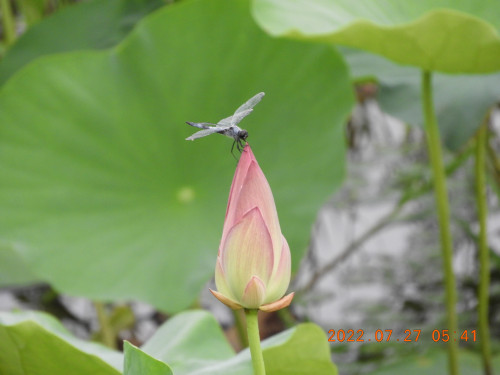 DSCN0033.JPG