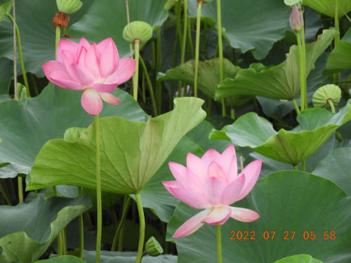 DSCN0043.JPG