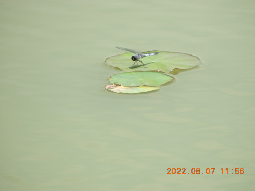 DSCN9927.JPG