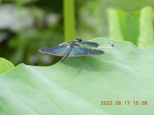 DSCN0008.JPG