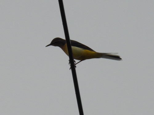 RSCN9885.JPG