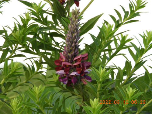 DSCN0020.JPG