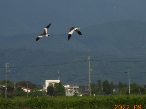 RSCN9978.JPG