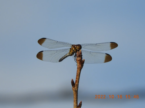 DSCN0054.JPG