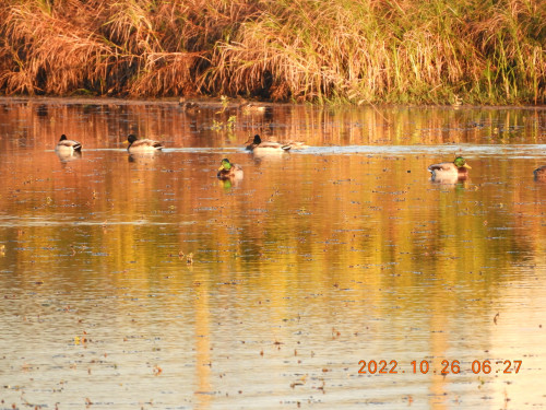 DSCN0208.JPG