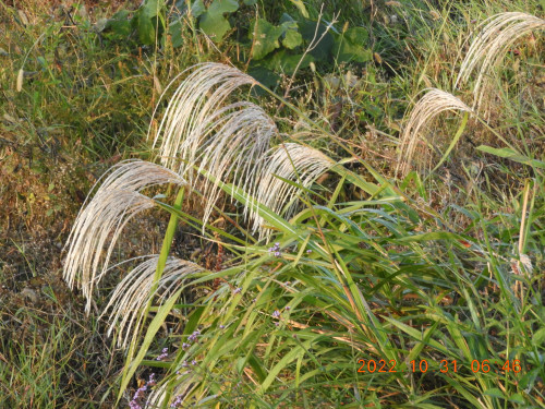 DSCN9982.JPG