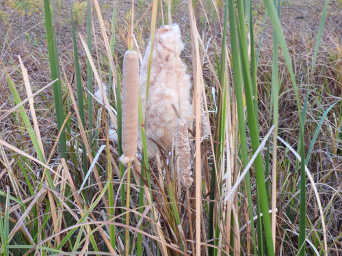 DSCN0595.JPG
