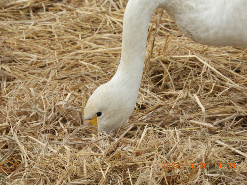 DSCN0185.JPG