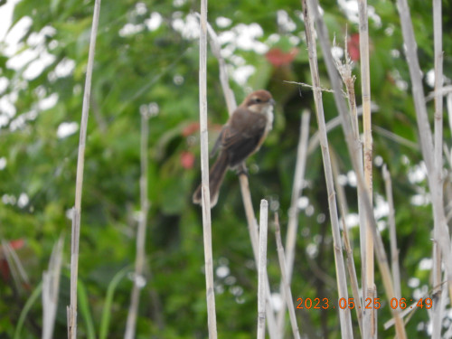 DSCN4917.JPG