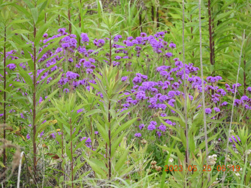 DSCN4901.JPG