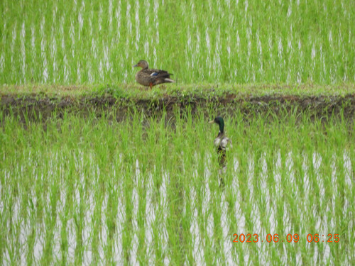 DSCN9934.JPG