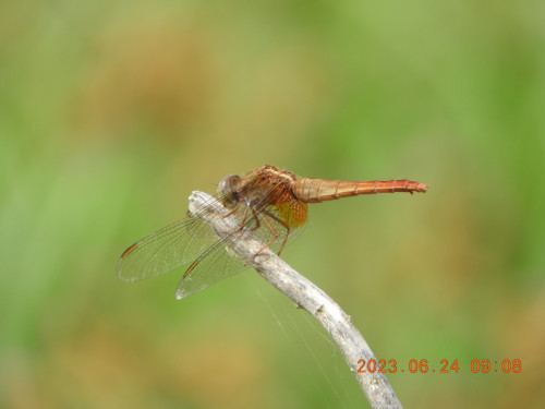 DSCN0149.JPG