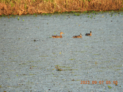 DSCN5571.JPG
