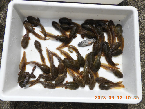 DSCN5636.JPG