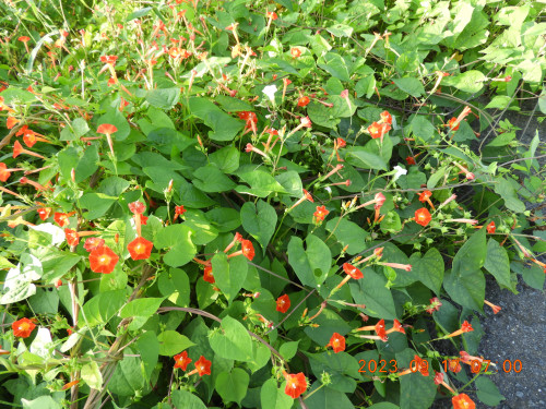 DSCN5685.JPG