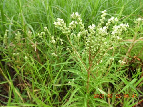 DSCN5724.JPG