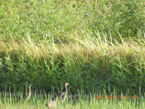 DSCN5746.JPG