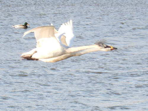 RSCN0512.JPG