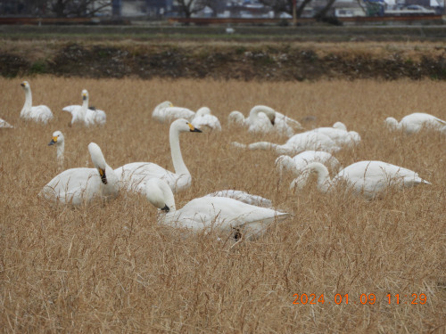 DSCN7208.JPG