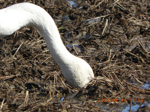 DSCN7445.JPG