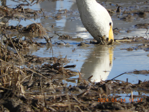 DSCN7446.JPG