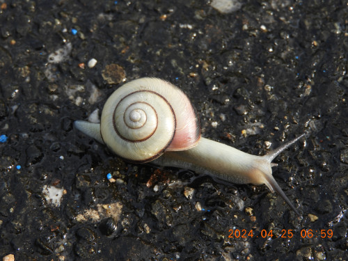 DSCN9706.JPG