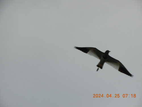 DSCN9717.JPG