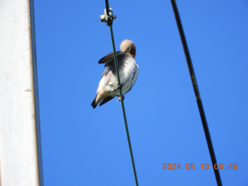 DSCN9930.JPG