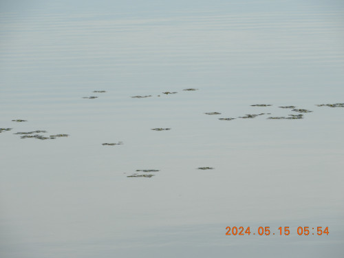 DSCN9987.JPG