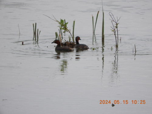 DSCN0046.JPG