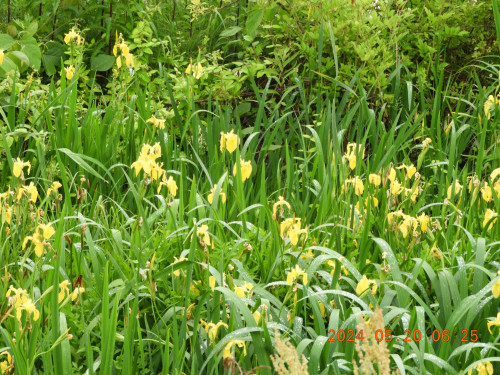 DSCN0084.JPG