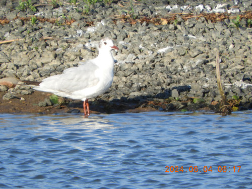 DSCN9889.JPG
