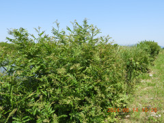 DSCN0055.JPG
