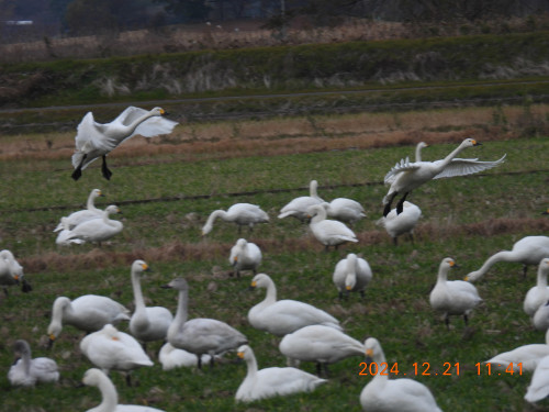 DSCN9979 - コピー.JPG