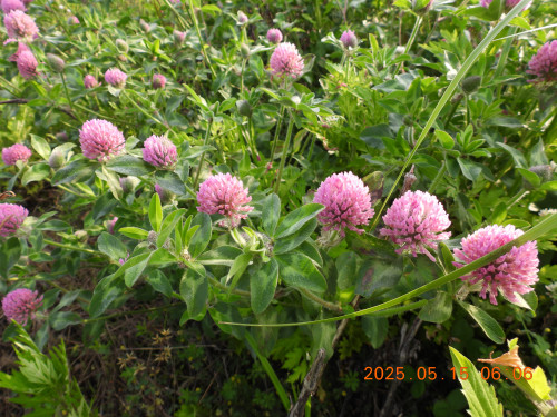 DSCN0513.JPG
