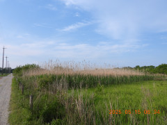DSCN0529.JPG