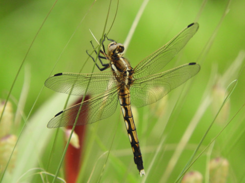 RSCN0341.JPG