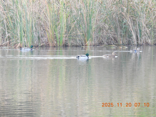 DSCN0907.JPG