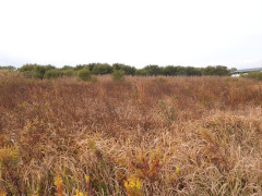 DSCN0956.JPG