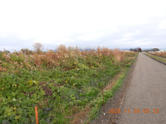 DSCN0972.JPG