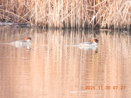 DSCN1007.JPG
