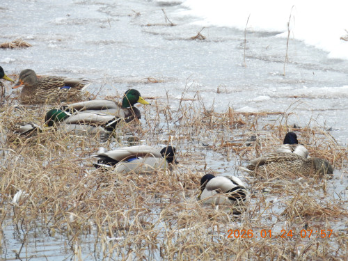 DSCN1787.JPG