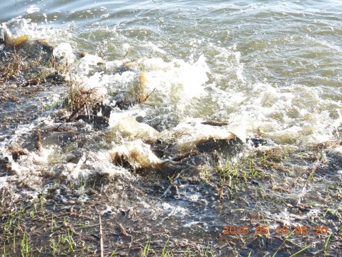 DSCN3785.JPG